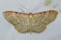 Idaea humiliata