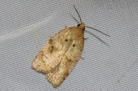 Acleris ferrugana/notana