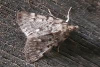 Aglossa pinguinalis