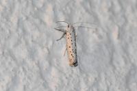 Yponomeuta