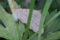 Paracolax tristalis