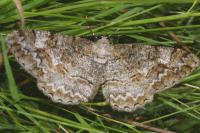 Alcis repandata