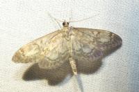 Anania lancealis