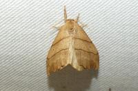 Falcaria lacertinaria