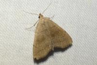 Herminia tarsicrinalis