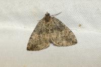 Hydriomena furcata