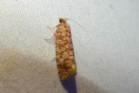 Lozotaeniodes formosana
