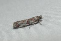 Pempelia palumbella