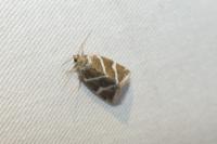 Deltote bankiana