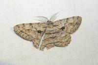Hypomecis roboraria