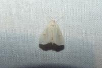 Rivula sericealis