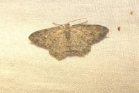 Ectropis crepuscularia