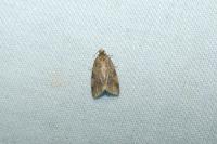 Epagoge grotiana