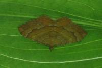 Camptogramma bilineata