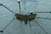 Ypsolopha ustella