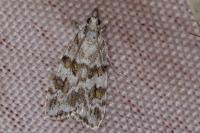 Scoparia ingratella/pyralella