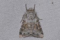 Hecatera bicolorata