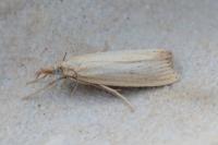 Agriphila straminella
