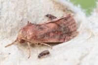 Cosmia pyralina