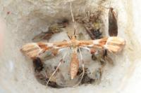 Cnaemidophorus rhododactylus