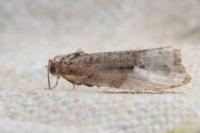 Hedya nubiferana