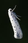 Yponomeuta