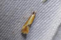 Batia lunaris