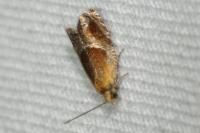 Ancylis obtusana