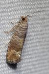 Clavigesta sylvestrana