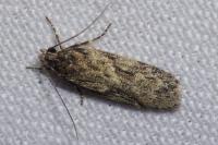 Gelechia muscosella