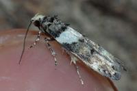 Recurvaria leucatella