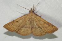 Paracolax tristalis