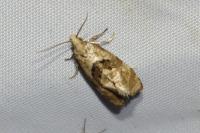 Gynnidomorpha alismana