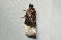 Apotomis betuletana