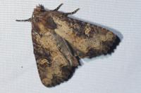 Mesapamea secalis