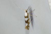 Argyresthia brockeella