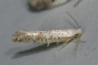 Argyresthia retinella