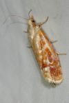 Rhyacionia buoliana