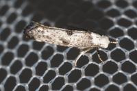Paraswammerdamia albicapitella