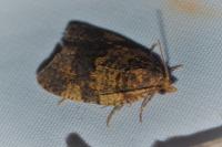 Epagoge grotiana