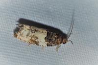 Gypsonoma sociana