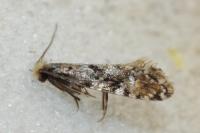 Nemapogon ruricolellus