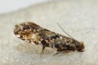 Nemapogon ruricolellus