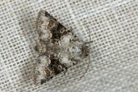 Hecatera bicolorata