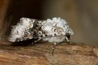 Hecatera bicolorata