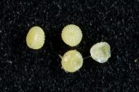 Hecatera bicolorata
