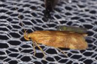 Mirificarma flavella