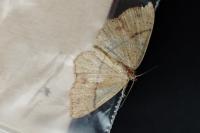 Cyclophora punctaria