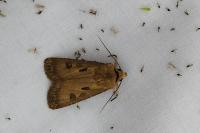 Agrotis exclamationis