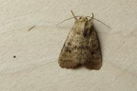 Hoplodrina octogenaria